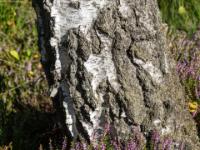 Blühender Besenheide Busch am Fuß einer Birke